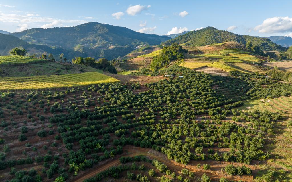 云南省孟连县牛油果种植基地(无人机照片,2022年11月17日摄).