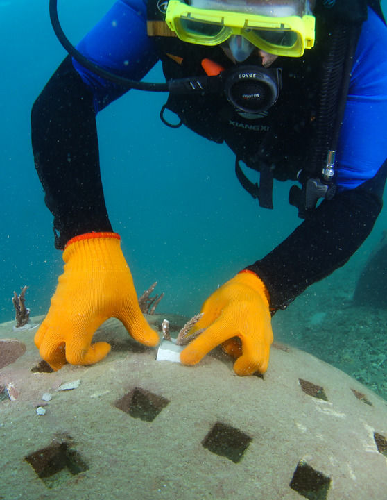 在海南省三亚市亚龙湾相关海域,潜水员在向人工生态珊瑚礁礁体上