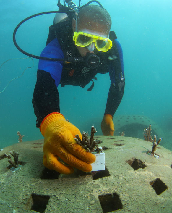 在海南省三亚市亚龙湾相关海域,潜水员在向人工生态珊瑚礁礁体上