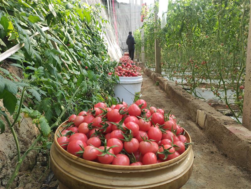 山东省寿光市古城街道苗家桥村蔬菜大棚收获的番茄.