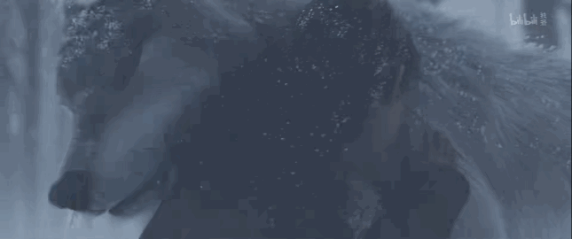 《林林》。视频网站截图