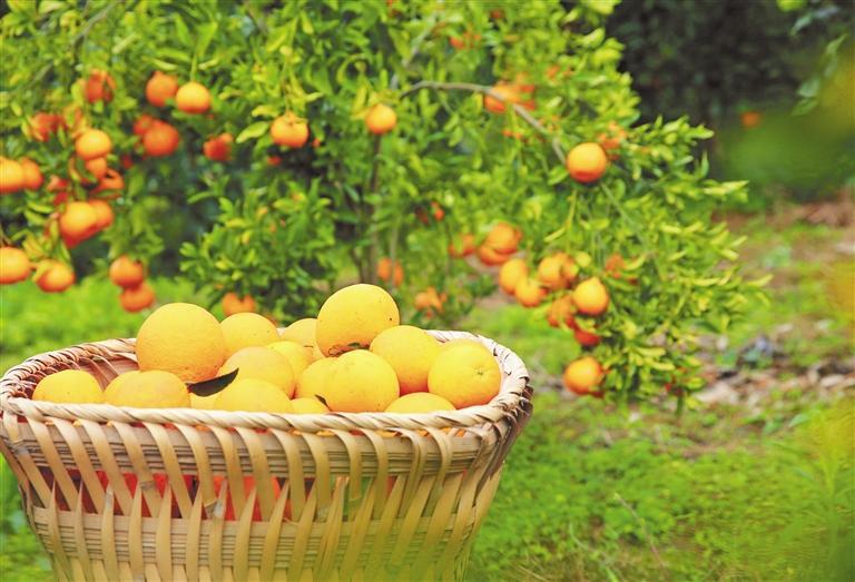 七星关区清水铺镇橙满园社区脐橙丰收. 文杰 摄