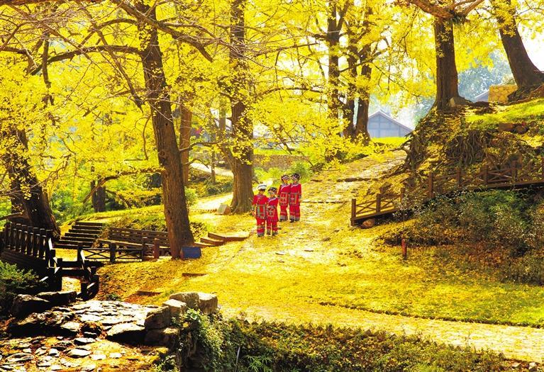 古银杏景区：金黄之树与千年韵味