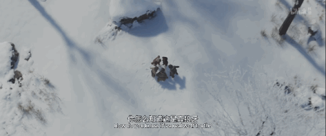 《林林》。视频网站截图