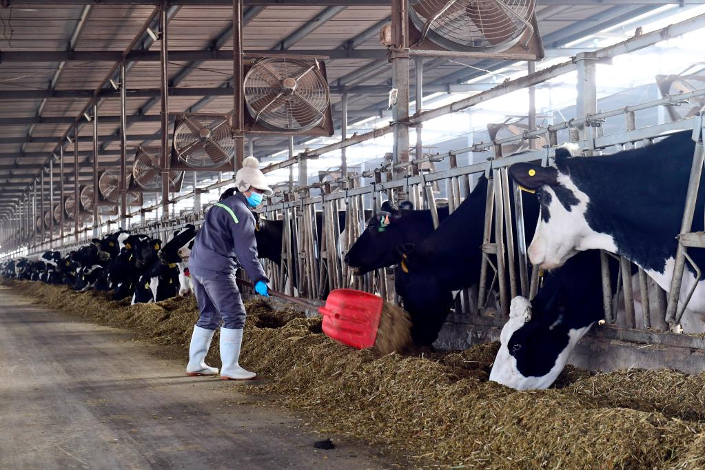 1月15日,在卫岗乳业日照鲜纯生态牧业有限公司,工作人员为奶牛添加