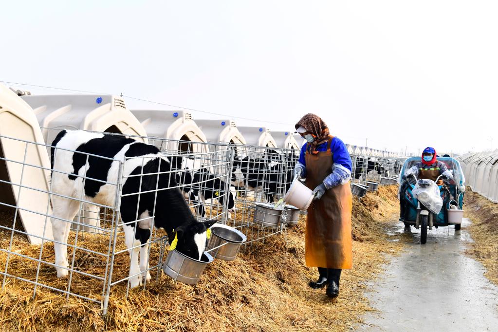 1月15日,在卫岗乳业日照鲜纯生态牧业有限公司,工作人员为犊牛添加