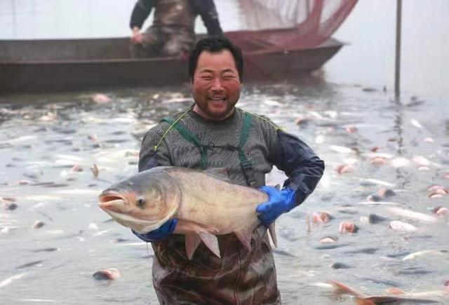 近日, 江苏兴化市中堡镇迎来成鱼大丰收,渔民抱起大鱼乐开怀.