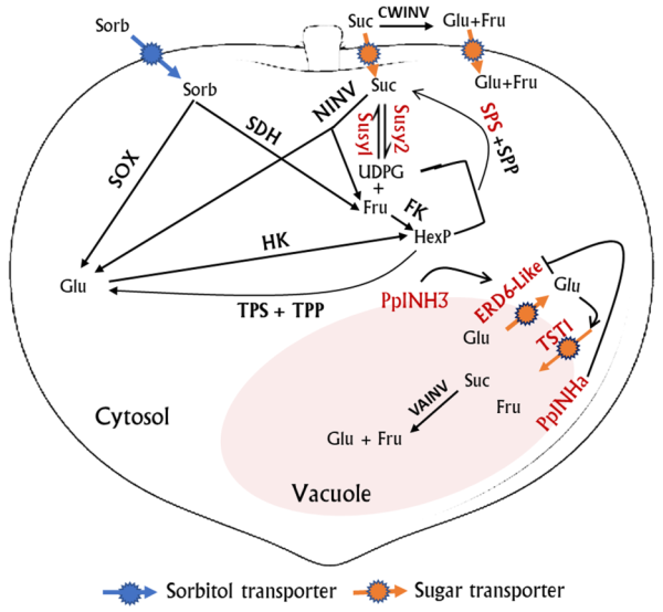 图4.桃果实发育后期糖积累的分子机制模式图