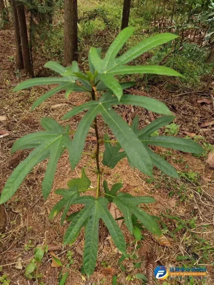 五指毛桃是常用草药,煲汤材料,其丰富的药用价值,滋补疗效深受人们
