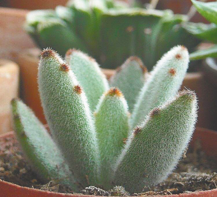 植物界里的"兔子":呆萌可爱身姿美_新浪财经_新浪网