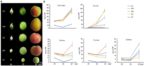 图1.5个桃品种果实发育时期的糖组分含量（MY栽培种糖组分含量较特殊）