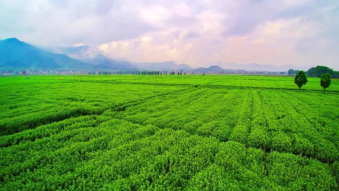 生物多样性优秀案例(38):湖北蕲春县蕲艾种质资源保护与产业发展_新浪