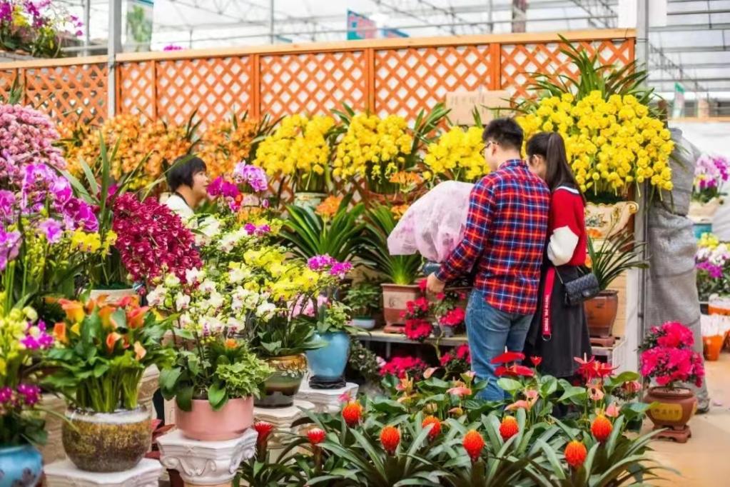 市民在广东佛山陈村迎春花市上选购年花.(受访者供图)
