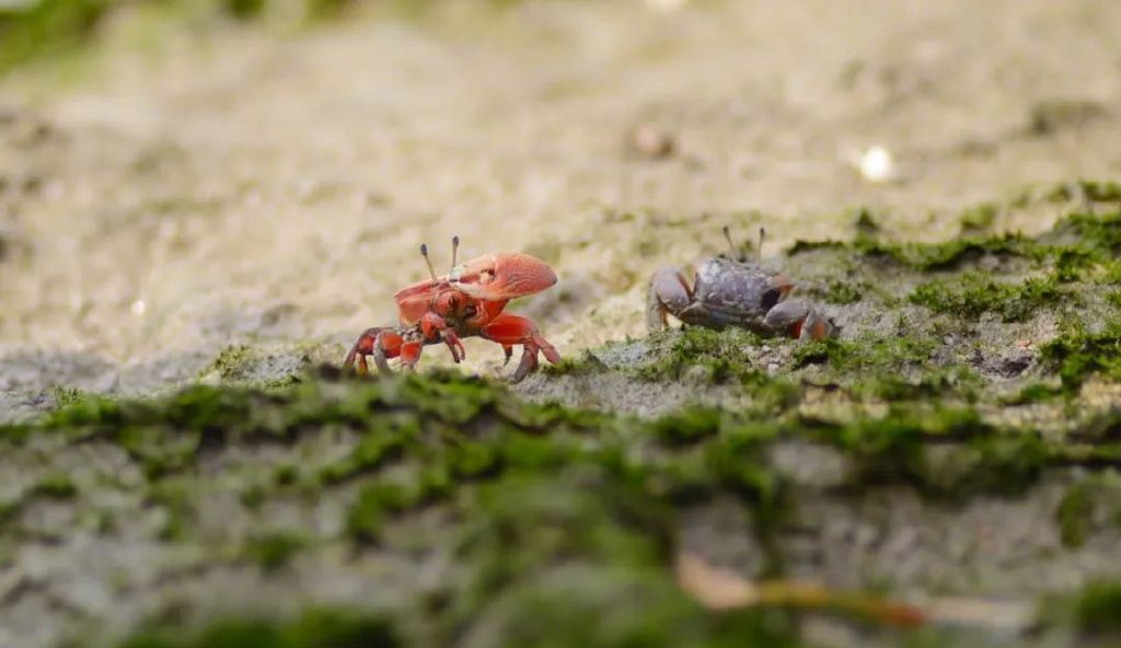 红树林底栖动物招潮蟹&nbsp;图片来源:红树林基金会(mcf)