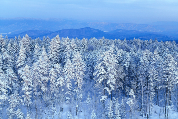 伊春林海雪原.资料图