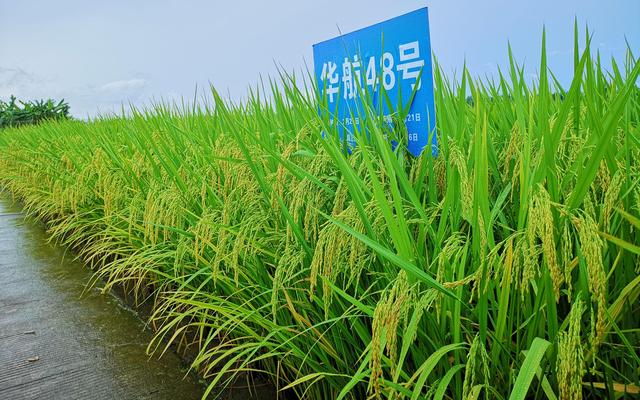 2021年11月,广州华南农业大学科研基地,华航48号水稻.受访者供图