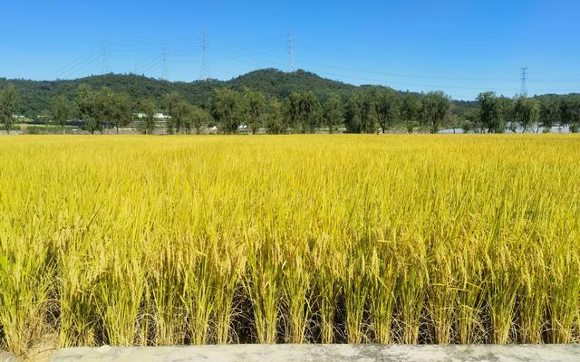 2016年7月,广州华南农业大学科研基地,太空水稻田.受访者供图
