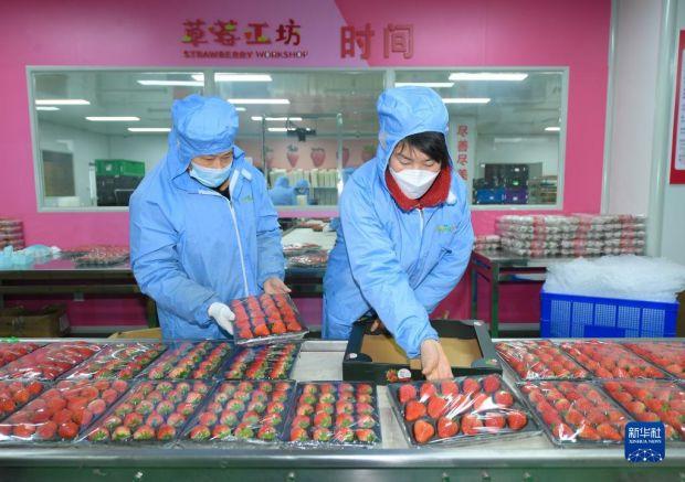 　　1月17日，浙江省建德市杨村桥镇一家企业的工作人员在生产线上包装草莓。　　新华社记者 翁忻旸 摄