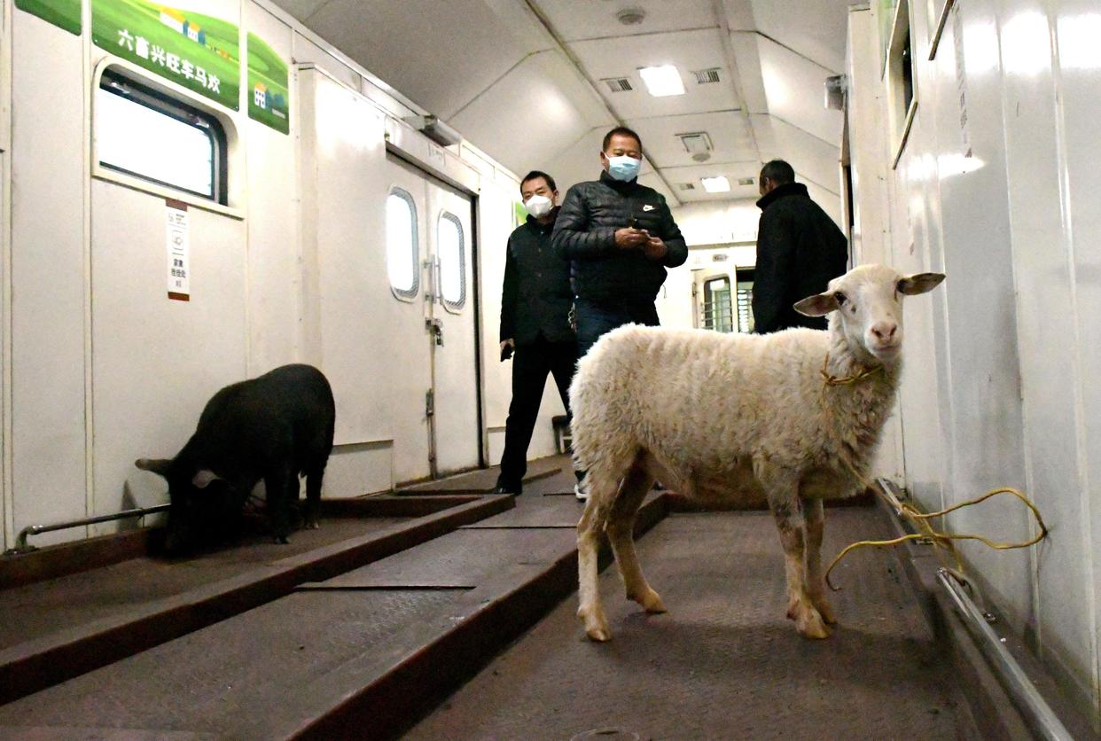 这节车厢是为方便山区群众运送大型牲畜而改造.新华社记者 谢佼 摄