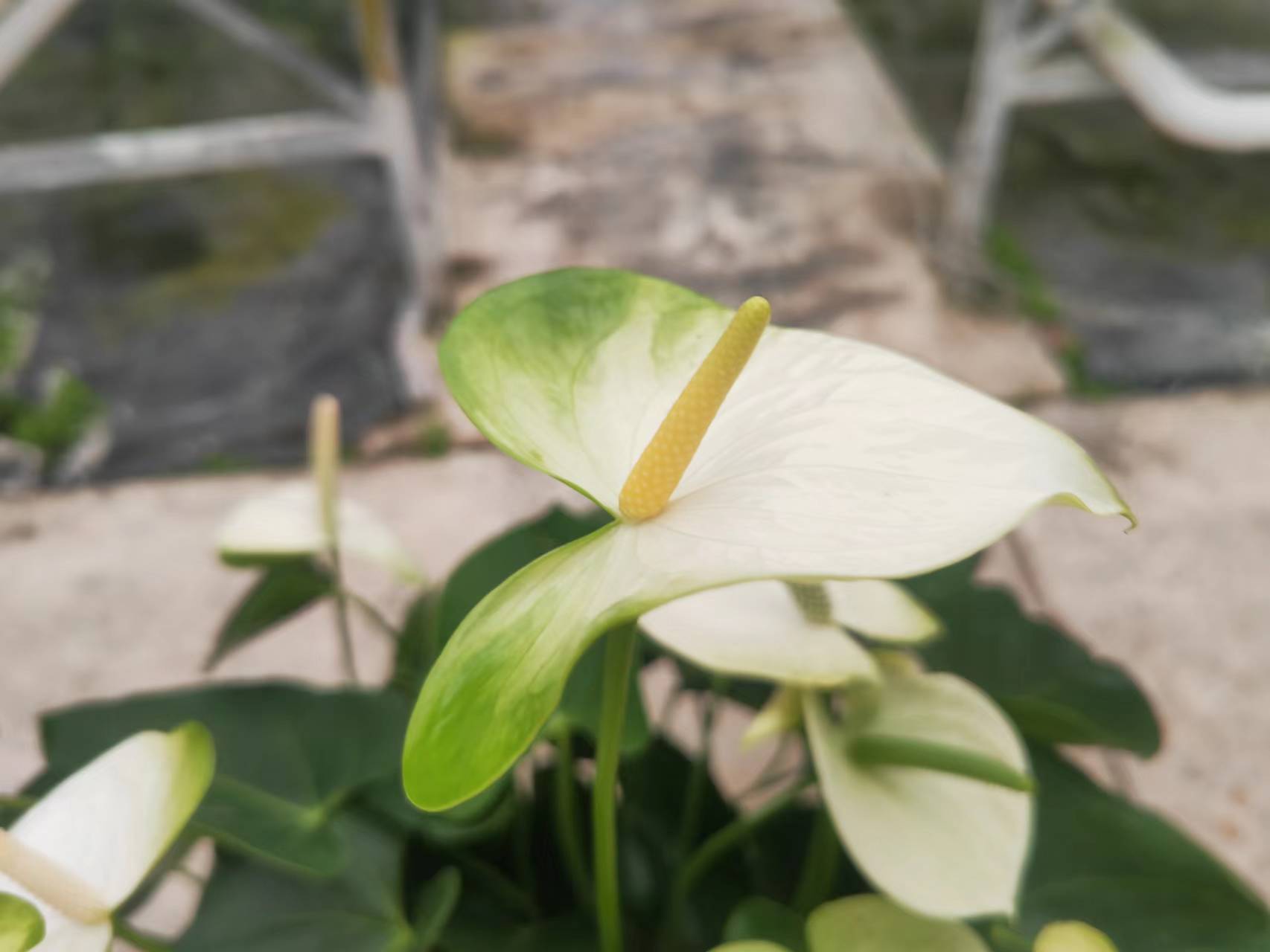 拥有白色花苞的红掌新品