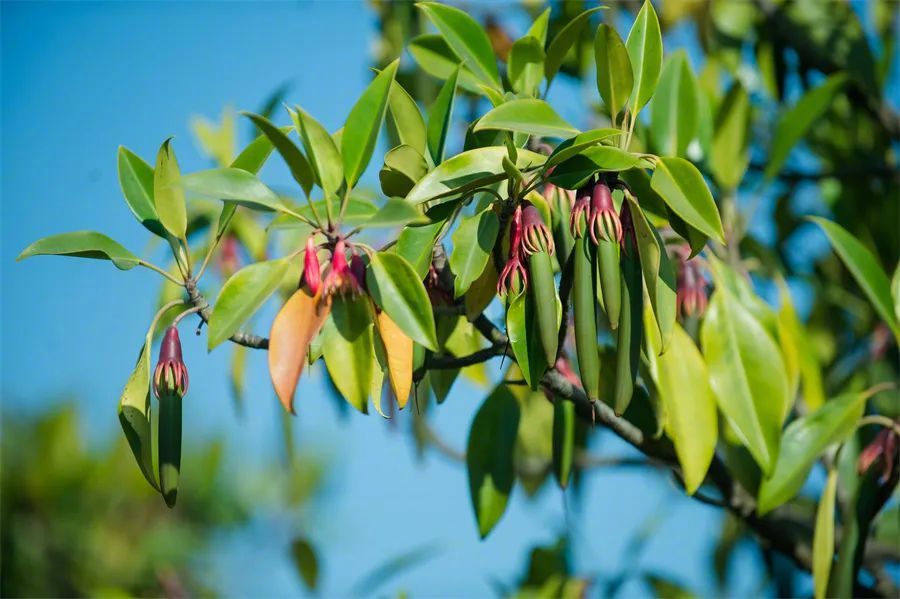红树植物木榄&nbsp;图片来源:红树林基金会(mcf)