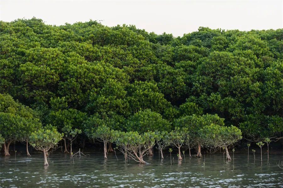 全球首个"国际红树林中心"落户深圳!气象如何守护红树林?