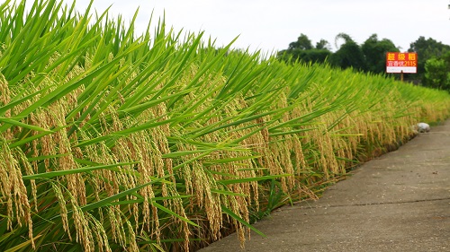 黄富教教授研究组培育的杂交水稻新品种.受访者供图