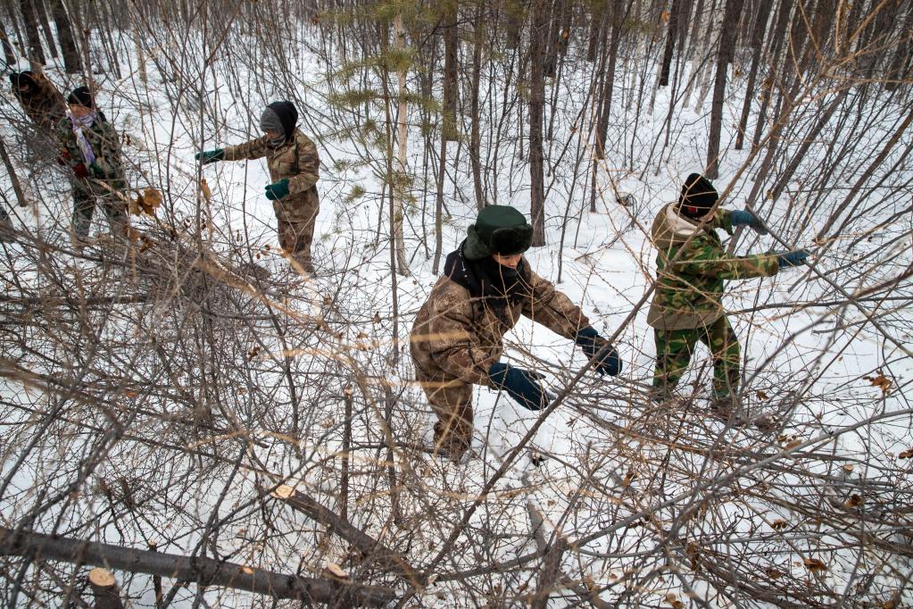 在漠河林场森林抚育队伍作业点,工人进行林间清理作业.