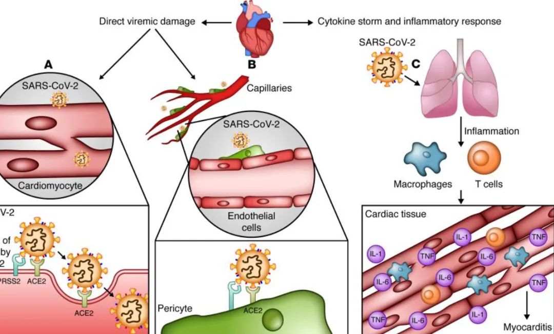 警惕心肌炎,活心丸(浓缩丸)助你护心,养心!