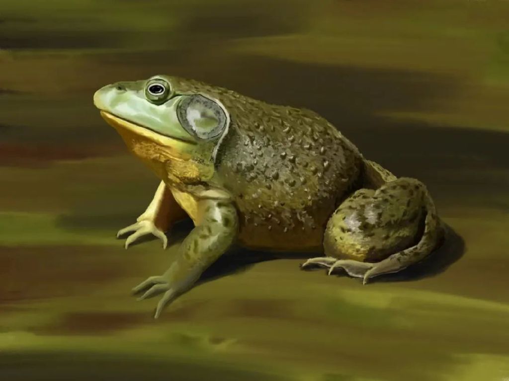 原产于美国东部和加拿大东南部,是外来入侵两栖动物的代表物种