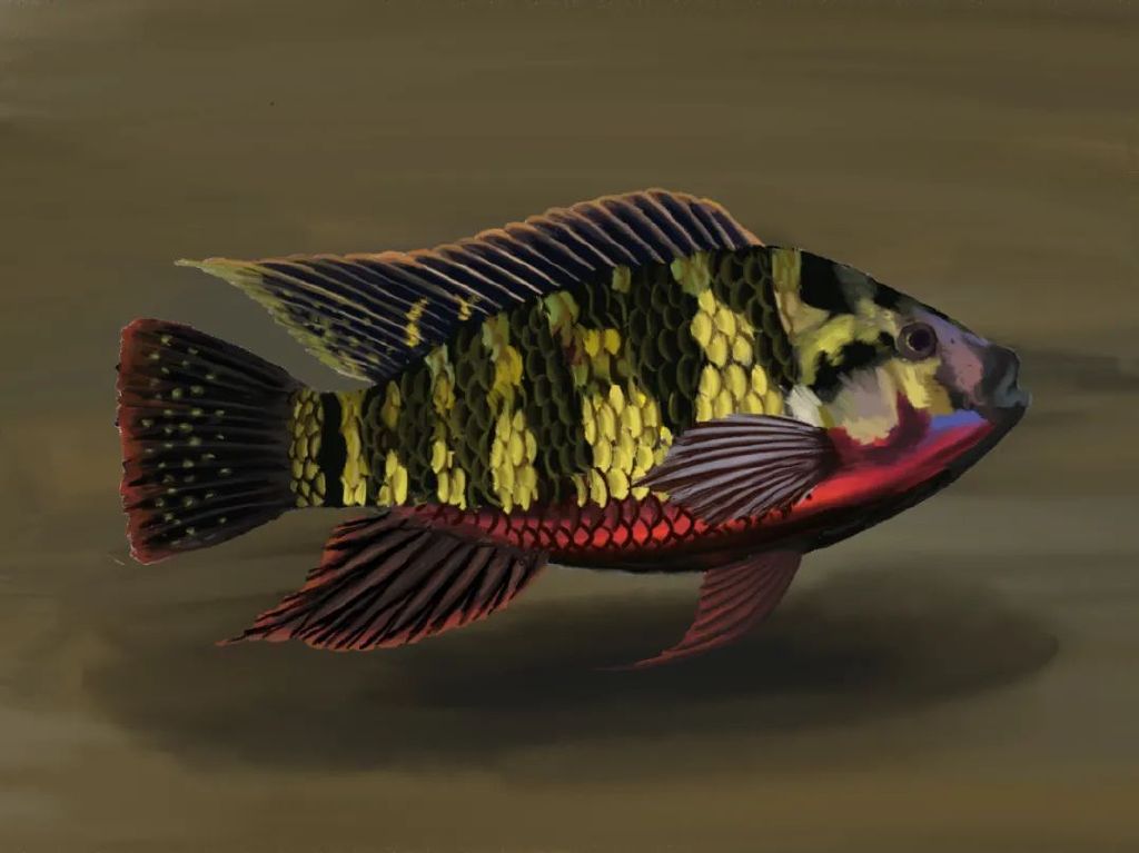 齐氏罗非鱼已在我国华南地区的主要水系形成入侵,是目前我国危害最大