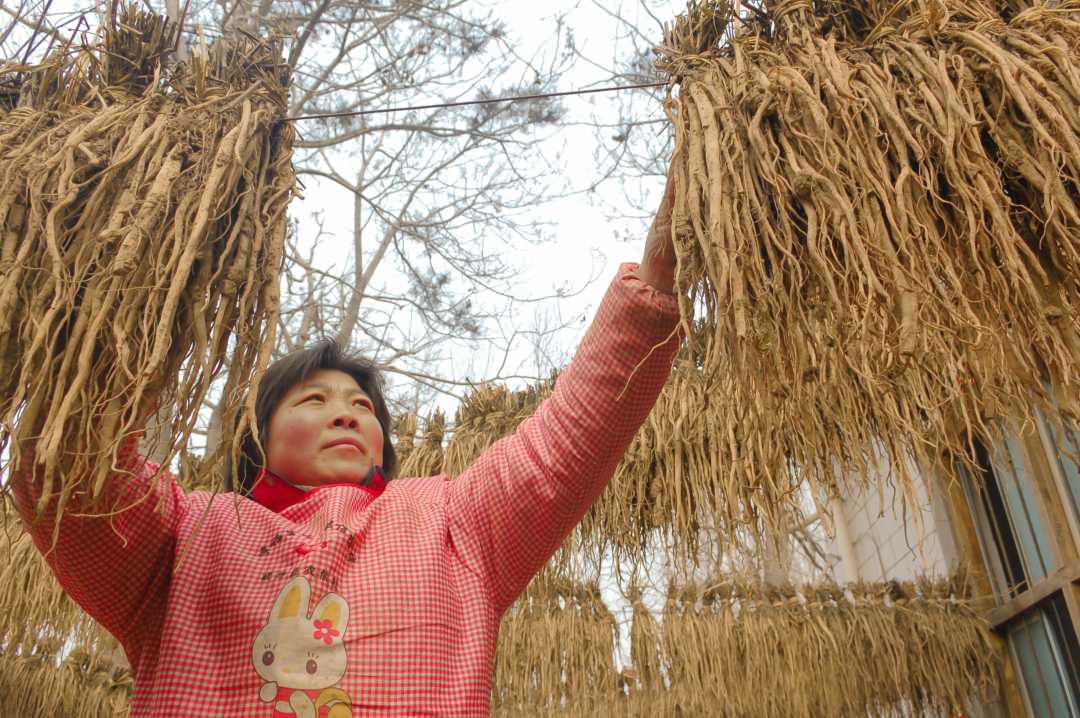 王琳锋摄武陟县西陶镇西陶村怀地黄种植基地.王琳锋摄