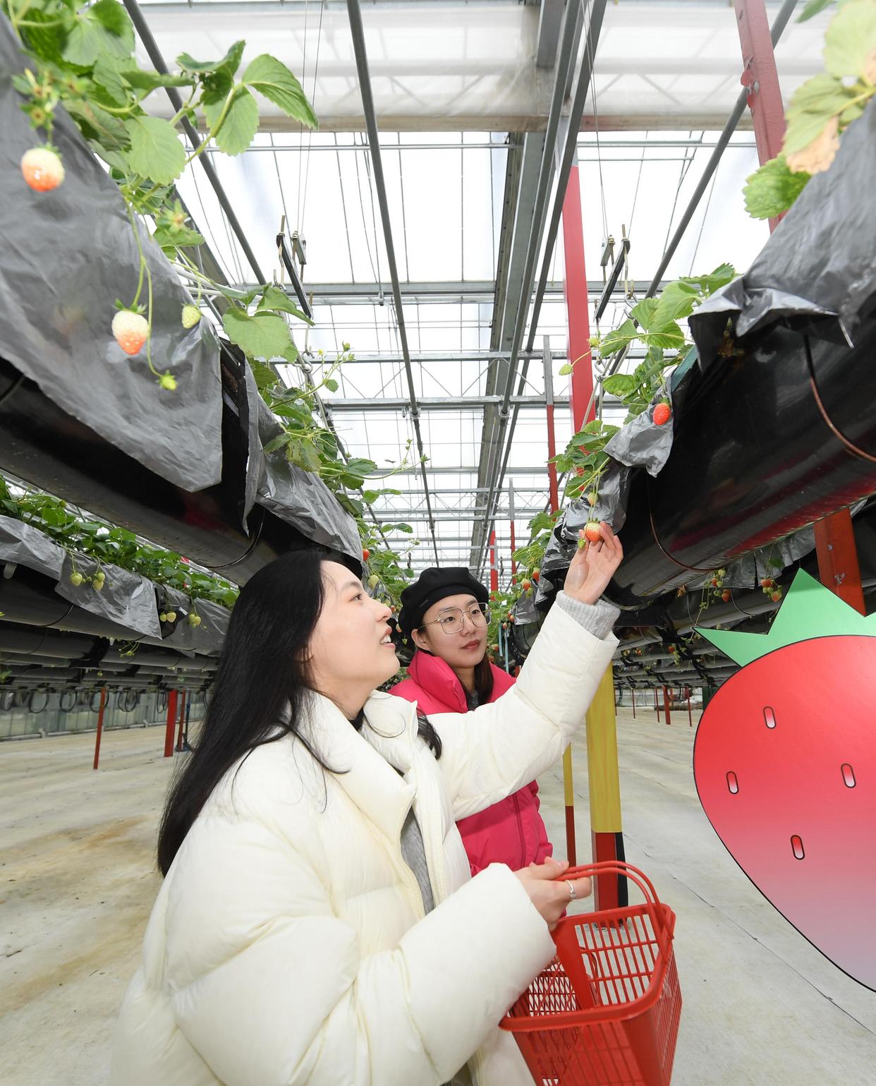 1月17日,游客在浙江省建德市杨村桥镇草莓小镇内的"草莓天空之城"体验