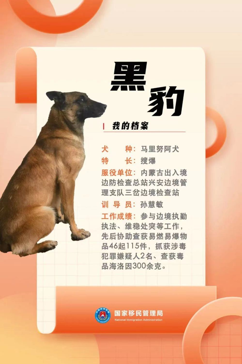 功勋犬巴伊图片