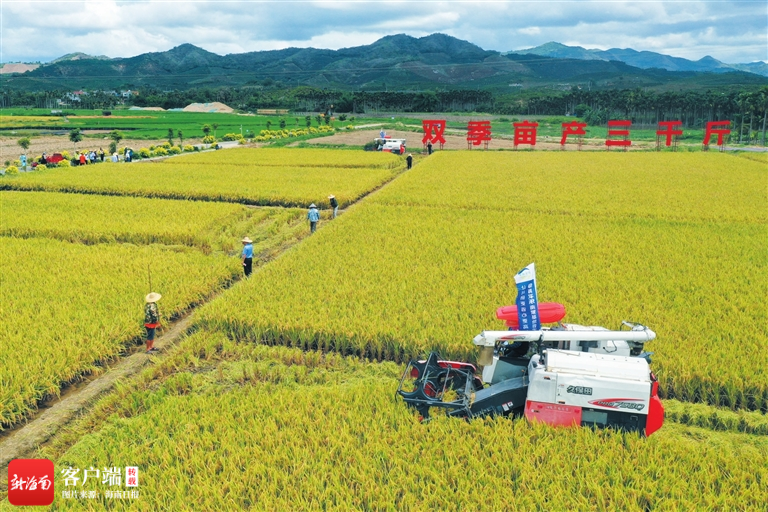 农业科技工作者奔忙在南繁路上 走进田洋育种忙|海南省_新浪财经_新浪