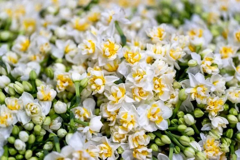 崇明百叶水仙花合作社出产的水仙 沈嘉俊/摄