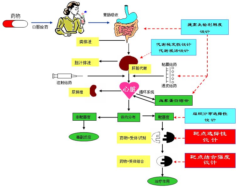 给药途径有哪些 新浪网
