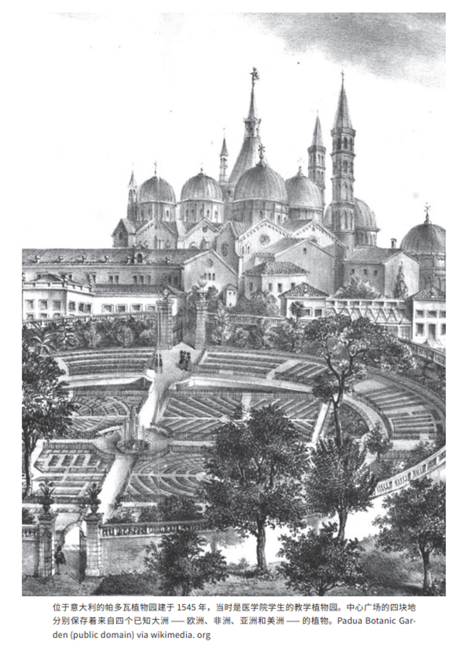 《植物獵人的世界收藏：英國皇家植物園珍藏畫作背后的發現之旅》內頁插圖。