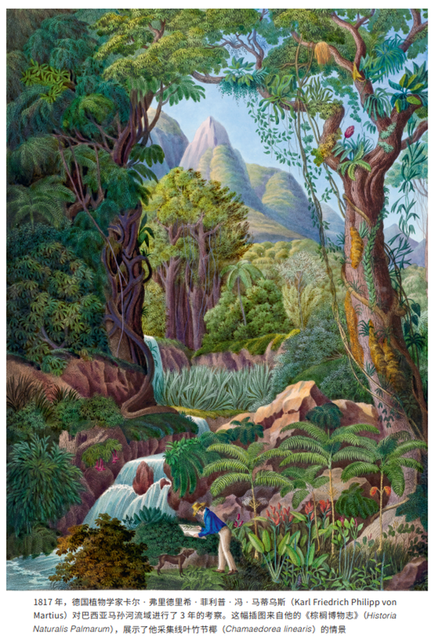 《植物獵人的世界收藏：英國皇家植物園珍藏畫作背后的發現之旅》內頁插圖。