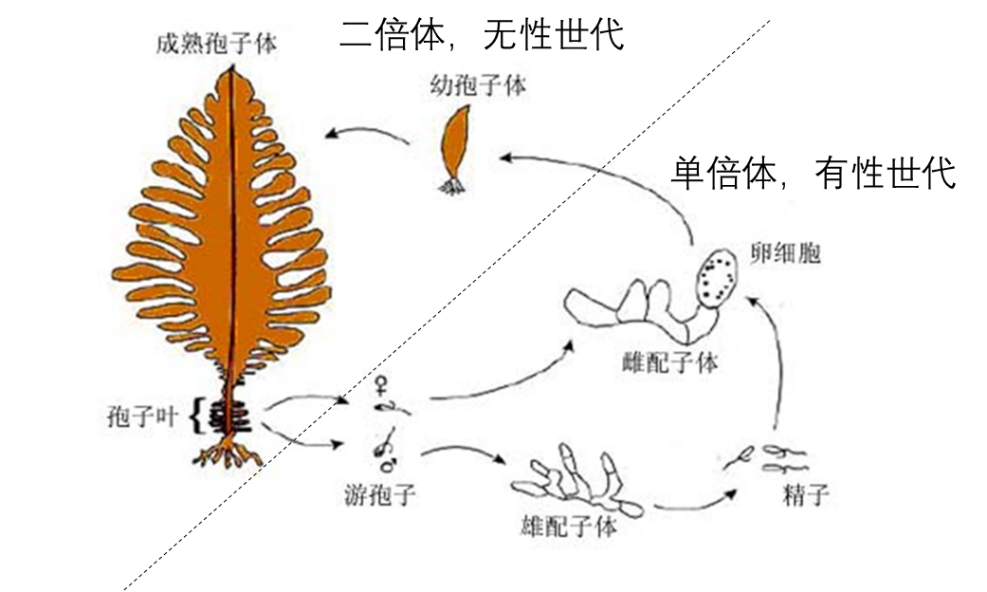 67日料店常吃的"中华海藻",竟然有 3 种性别?