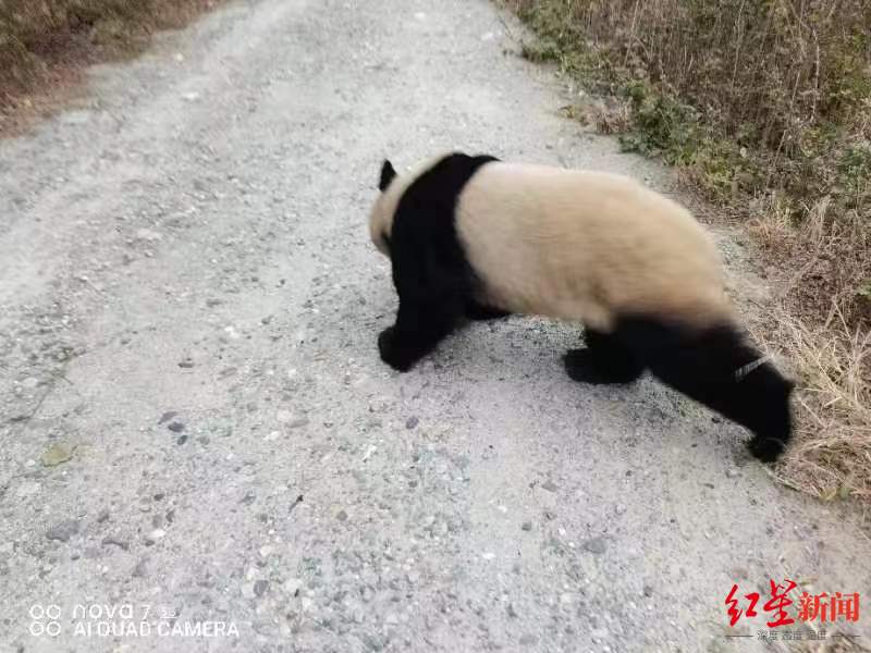 ↑野生大熊猫进村溜达 受访者供图