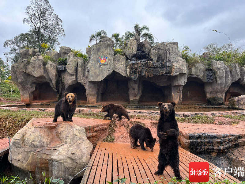 棕熊亮相海南热带野生动植物园.记者 丁文文 摄