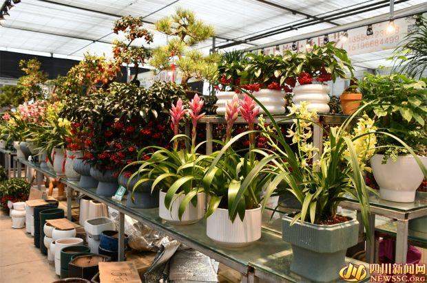 这里的春天先到一步 花木市场强势回暖