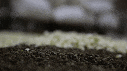 现在149元——即可带走两罐特级茉莉花茶，足足100g，更配送精美手提袋！