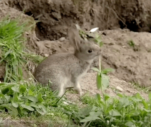 野生穴兔在吃草。图源：纪录片《穴兔的秘密生活》