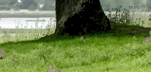 一只首领兔驱逐闯入领地的兔子。图源：纪录片《穴兔的秘密生活》