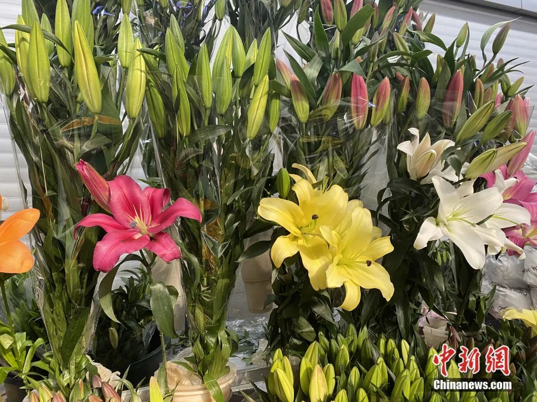 1月16日,斗南花卉市场内,各种规格,品种的百合等待挑选.刘宸羽 摄