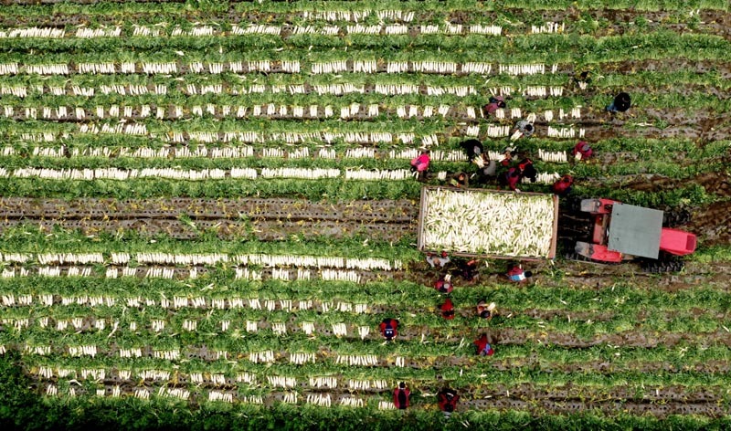  △近年来，四川省眉山市青神县推广冬季蔬菜生产，为当地农民增收致富拓宽渠道。图为青神县青竹街道沙河村村民在采收萝卜（2023年1月8日摄）。