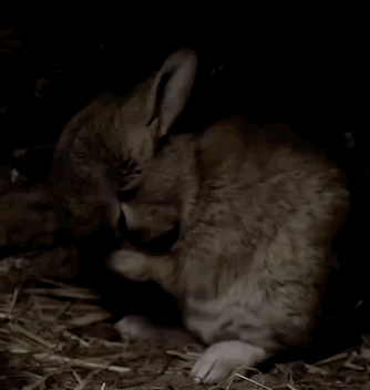 一只4周大的小穴兔在地下洞穴内洗脸。图源：纪录片《穴兔的秘密生活》