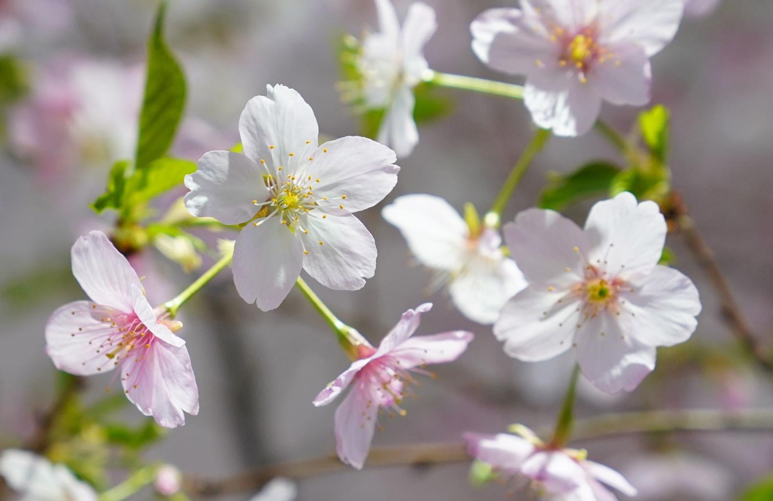 提前体验春日浪漫,春节去玉渊潭首赏早樱绽放|玉渊潭公园_新浪财经_新